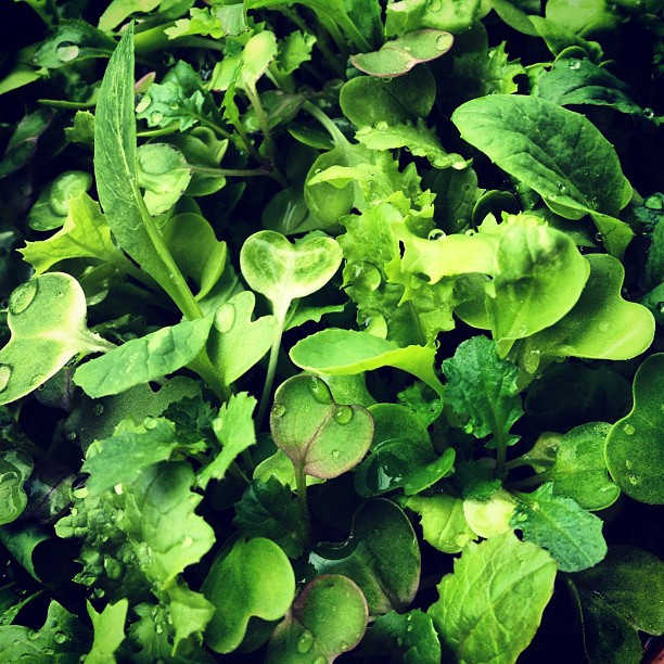 夏に植える野菜 初心者向け プランターで作る野菜3つと栽培のコツ 知りたがり屋の ペンさん